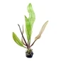 Preview: Aponogeton Madagascariensis 1-2-Grow! limited edition